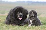 DOGUE DU TIBET 746
